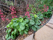 Load image into Gallery viewer, Heuchera sanguinea - CORAL BELLS &#39;FIREFLY SPLENDENS&#39;
