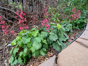 Heuchera sanguinea - CORAL BELLS 'FIREFLY SPLENDENS'