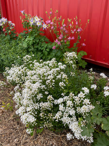 Iberis sempervirens Snowflake* - CANDYTUFT- SNOW FLAKE