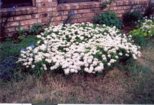 Load image into Gallery viewer, Iberis sempervirens Snowflake* - CANDYTUFT- SNOW FLAKE
