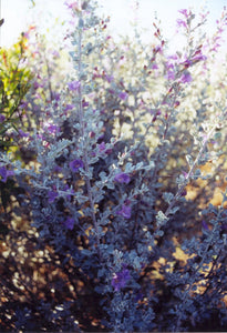 Leucophyllum minus - Big Bend Silverleaf