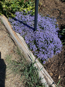 Veronica liwanensis - Turkish Speedwell