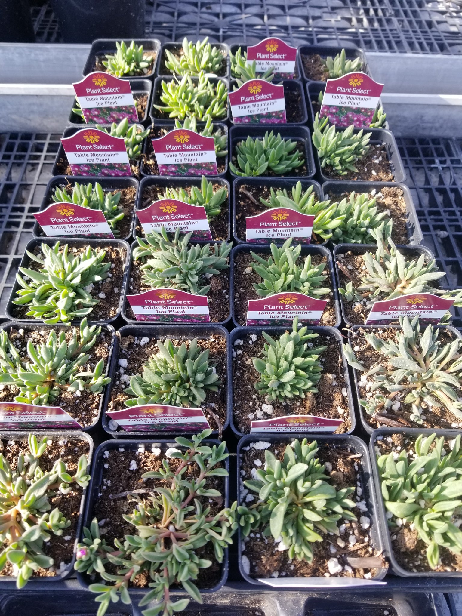 ice plant succulent for sale Delosperma cooperi