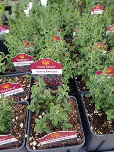 Scutellaria suffrutescens - Cherry Skullcap