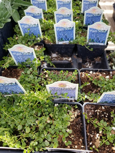 Veronica liwanensis - Turkish Speedwell