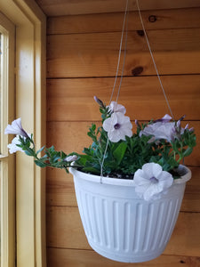 Petunia Hanging Basket