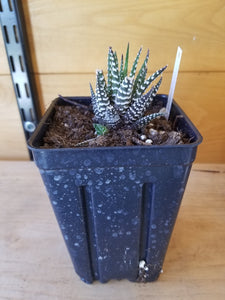 Haworthia hybrid - Big band