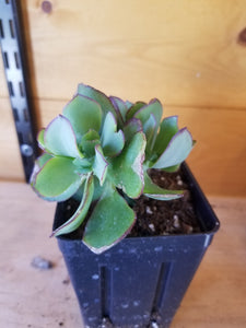 Crassula arborescens - Curly greens