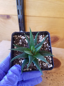 Haworthia fasciata - zebra plant