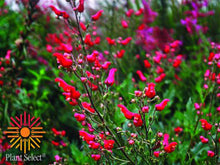 Load image into Gallery viewer, Scrophularia macrantha - Redbirds in a Tree
