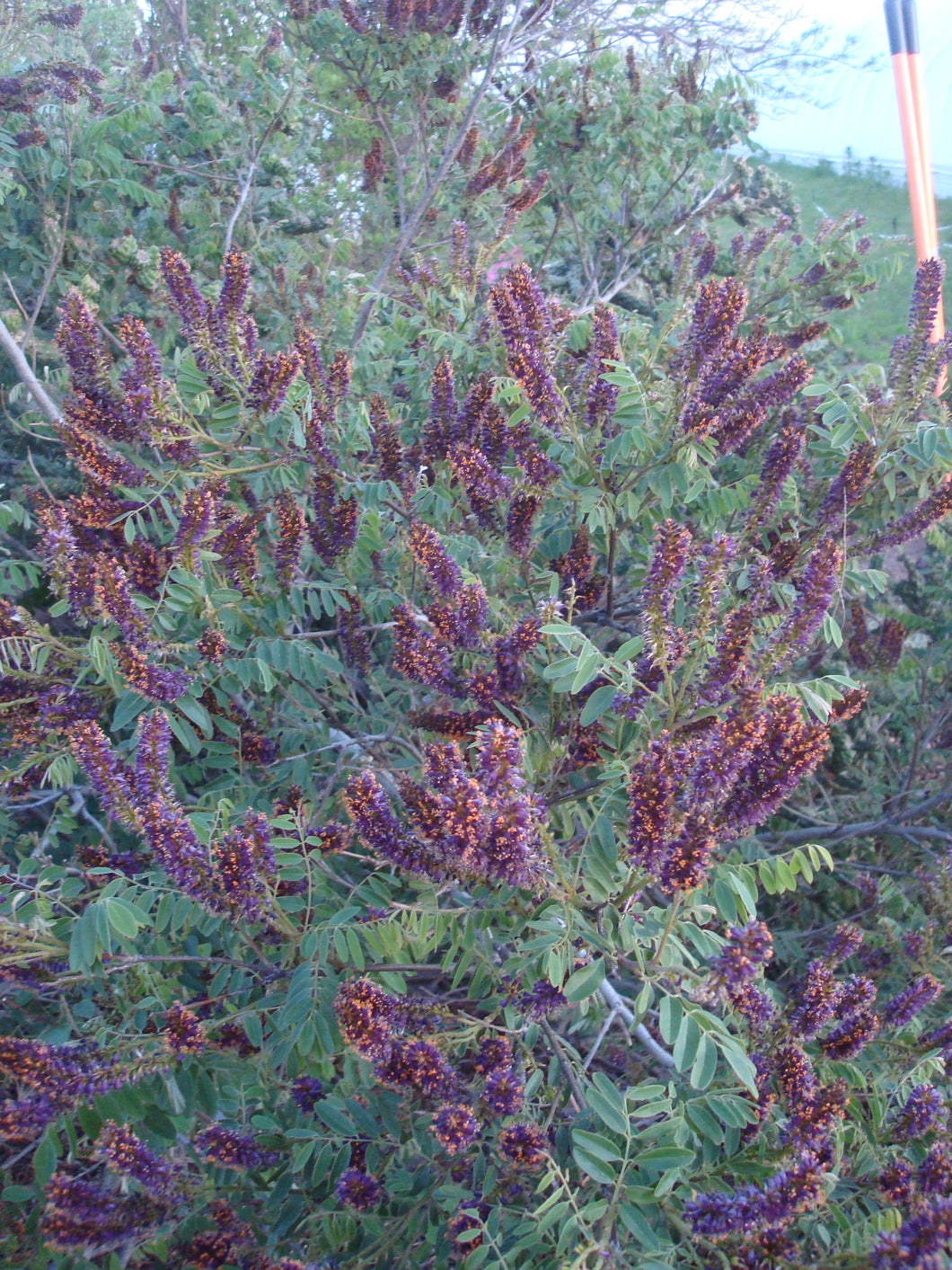 Amorpha fruticosa - Indigo Bush