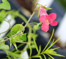 Load image into Gallery viewer, Asarina antirrhiniflora (Maurandiya) &#39;Scarlet&#39; - Scarlet Snapdragon Vine
