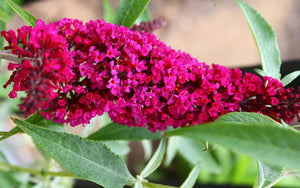 Buddleia ‘BUZZ VELVET’ - DWARF BUTTERFLY BUSH