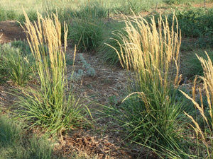 Calamagrostis x acutiflora 'Karl Foerster' - Karl Foerster Feather Reed Grass
