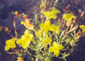 Calylophus hartwegii fendleri - FENDLER'S SUNDROPS