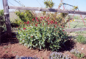 Centranthus ruber coccineus - RED JUPITERS BEARD