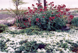 Centranthus ruber coccineus - RED JUPITERS BEARD