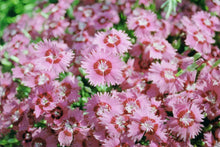 Load image into Gallery viewer, Dianthus gratianapolitanus &#39;Cheddar Pink&#39;
