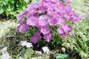 Dianthus x superbus 'Supra Series Purple'