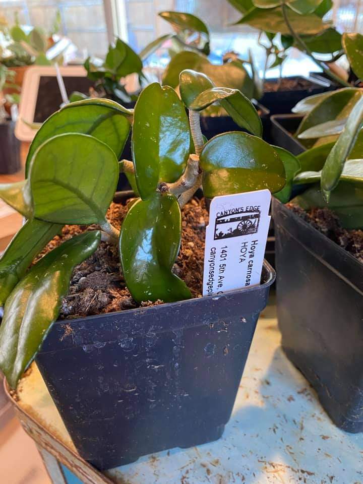 Hoya carnosa - Wax plant