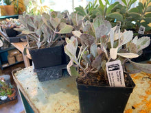 Load image into Gallery viewer, Kalanchoe Pumila - Silver grey

