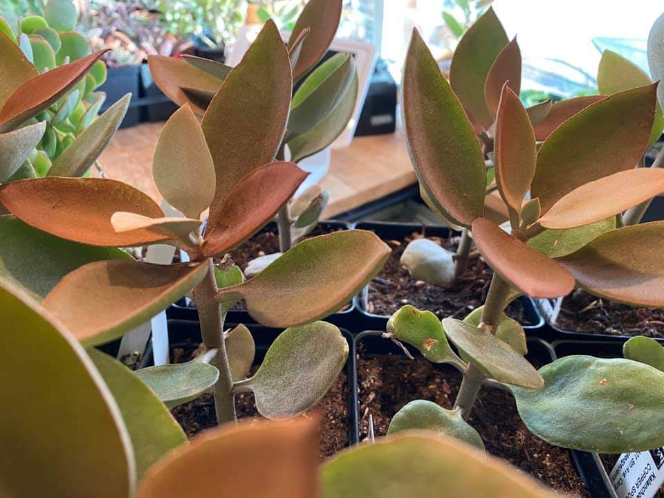 Kalanchoe orgyalis - COPPER SPOONS