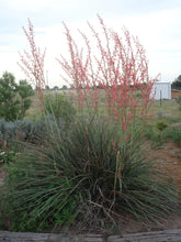 Load image into Gallery viewer, Hesperaloe parviflora &#39;Red Yucca&#39;
