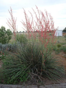Hesperaloe parviflora 'Red Yucca'