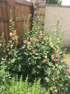 Alcea rosea - HOLLYHOCK HALO SERIES APRICOT