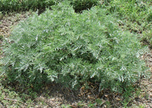 Load image into Gallery viewer, Artemisia arborescens - POWIS CASTLE
