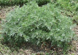 Artemisia arborescens - POWIS CASTLE