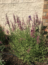 Load image into Gallery viewer, Agastache cana - Double Bubble
