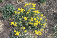 Load image into Gallery viewer, Achillea -  ‘LITTLE MOONSHINE’
