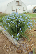 Load image into Gallery viewer, Linum perenne lewisii - Lewisii Blue Flax

