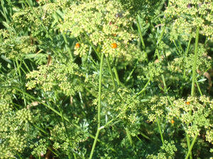 Parsley - Dark Green Italian