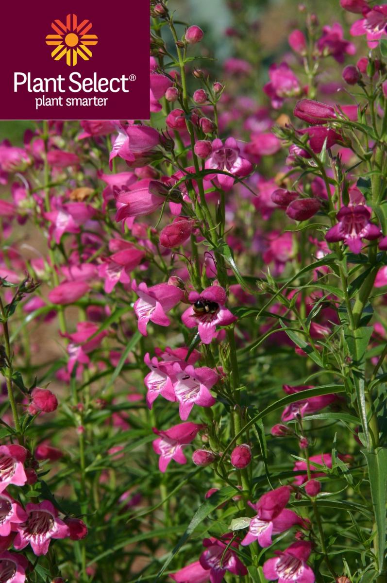 Penstemon x mexicali - RED ROCKS® Plant Select® – Canyon's Edge Plants