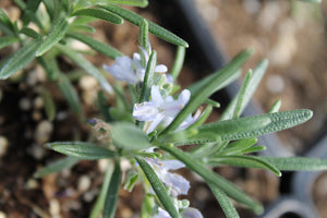 Rosmarinus officianalis - Rosemary 'Arp'