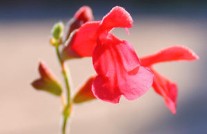 Salvia darcyi 'Pscarl' - Mexican Sage Vermillion Bluffs