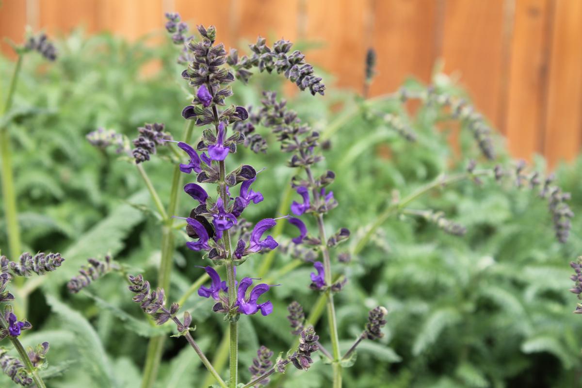 Salvia pratensis - TWILIGHT SERENADE – Canyon's Edge Plants