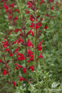 Salvia darcyi x microphylla - Windwalker Royal Red Sage