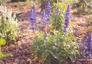 Salvia farinacea - VICTORIA BLUE
