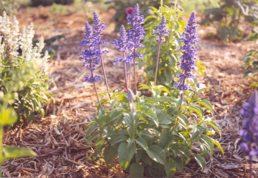 Salvia farinacea - VICTORIA BLUE
