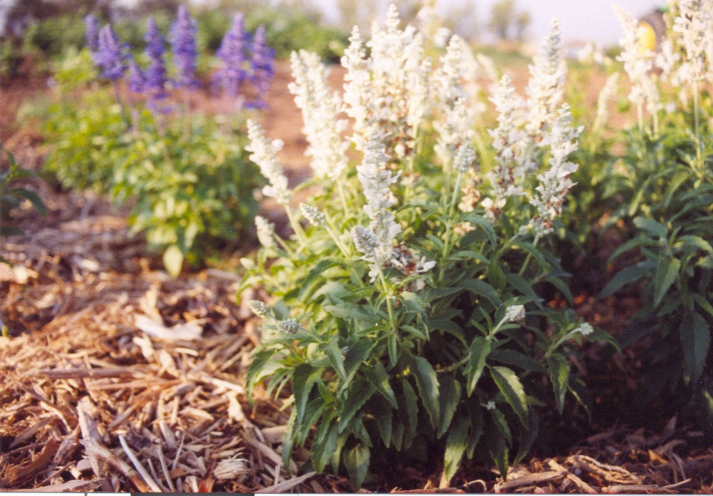 Salvia farinacea - VICTORIA WHITE