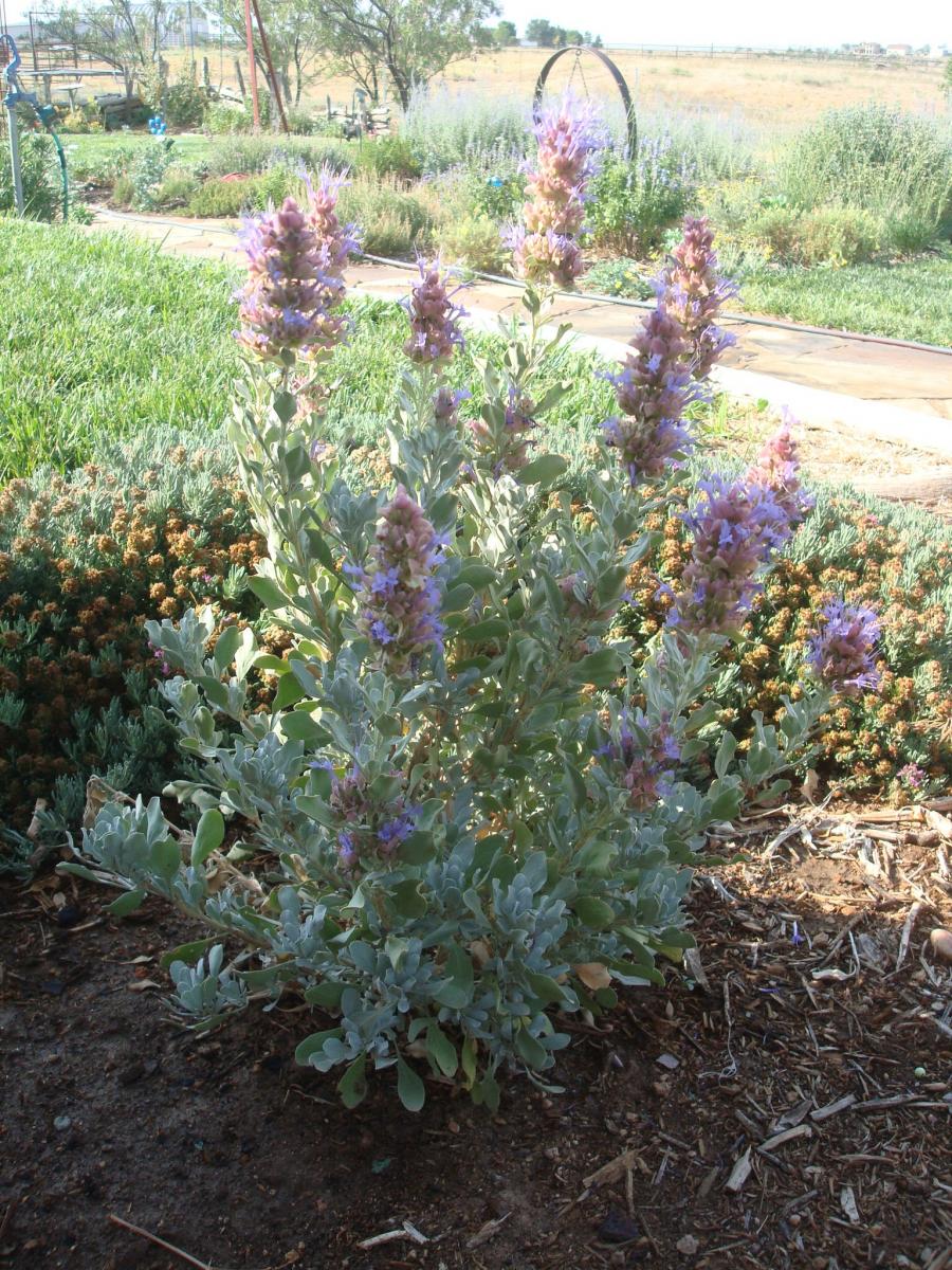 Salvia pachyphylla - Mojave Sage
