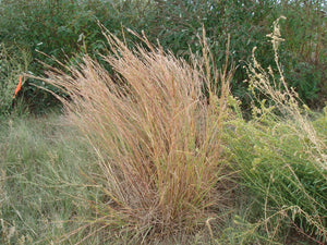Schizachyrium scoparium - Little Bluestem