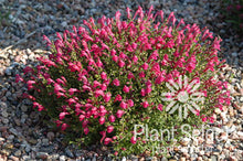 Load image into Gallery viewer, Scutellaria suffrutescens - Cherry Skullcap
