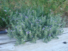 Load image into Gallery viewer, Scutellaria baicalensis - Baikal Skullcap
