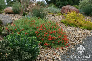 Zauschneria garrettii - Orange Carpet