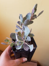 Load image into Gallery viewer, Kalanchoe Pumila - Silver grey
