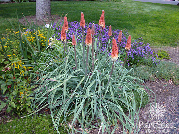 ★CHARLESチェキ MAYA LAFFLESIA LAREINE ポワトリン Kniphofia caulescens - Regal Torchlily – Canyon's Edge Plants